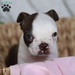 Bambi, Boston Terrier Puppy